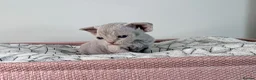 Devon Rex cats for sale: Beautiful blue boy and lilac girl!!!!! - Advert 15