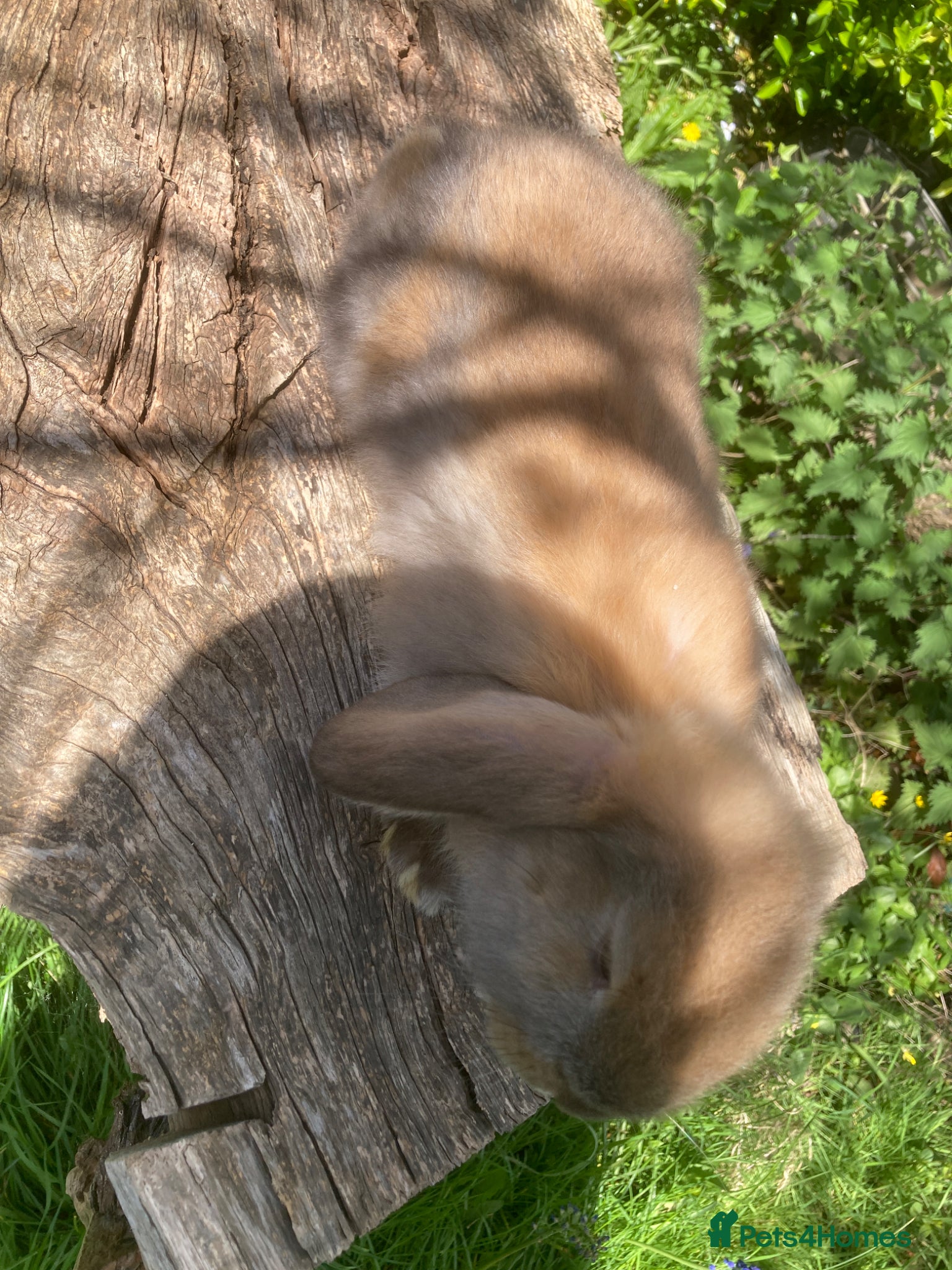 French Lop rabbits Rabbits in London - Advert 5