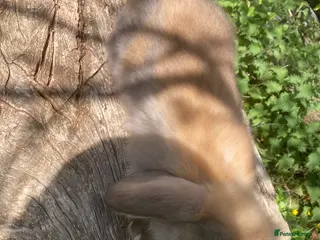 French Lop rabbits Rabbits in London - Advert 5