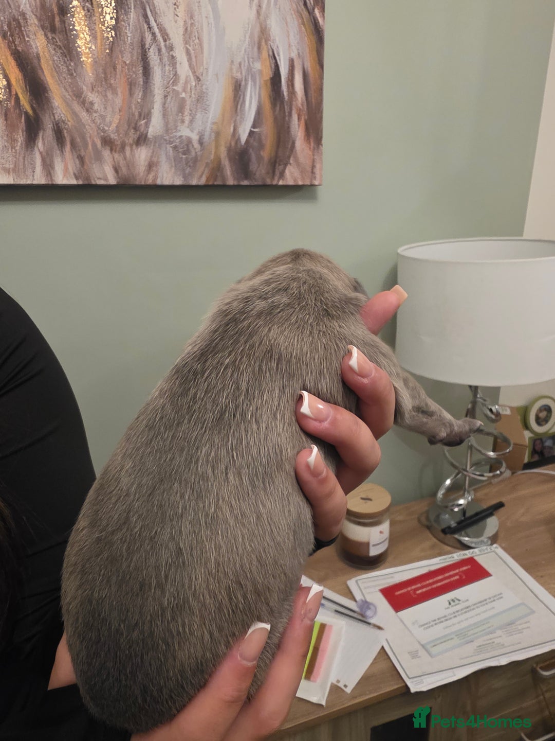 Whippet dogs for sale: Whippet pups for sale - Advert 17