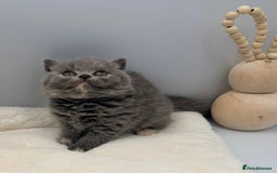 British Shorthair cats for sale: PEDIGREE REGISTERED CHUNKY BRITISH SHORTHAIRS  - Image 21