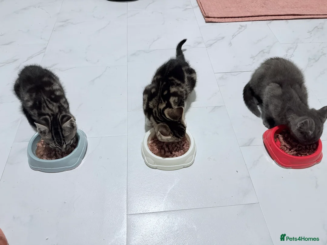 British Shorthair cats for sale: 3 cute and friendly kittens. 1 grey, 2 tabby - Advert 4