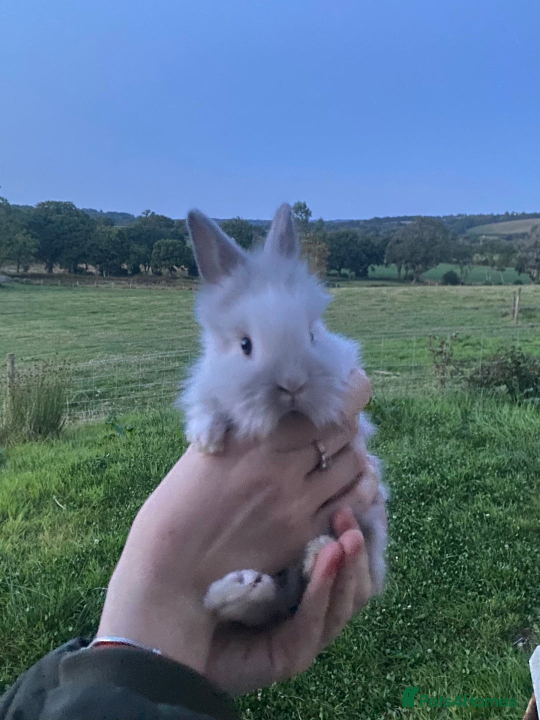 Lionhead rabbits for sale: lionheads for sale, ONE LEFT   in Holsworthy - Image 3