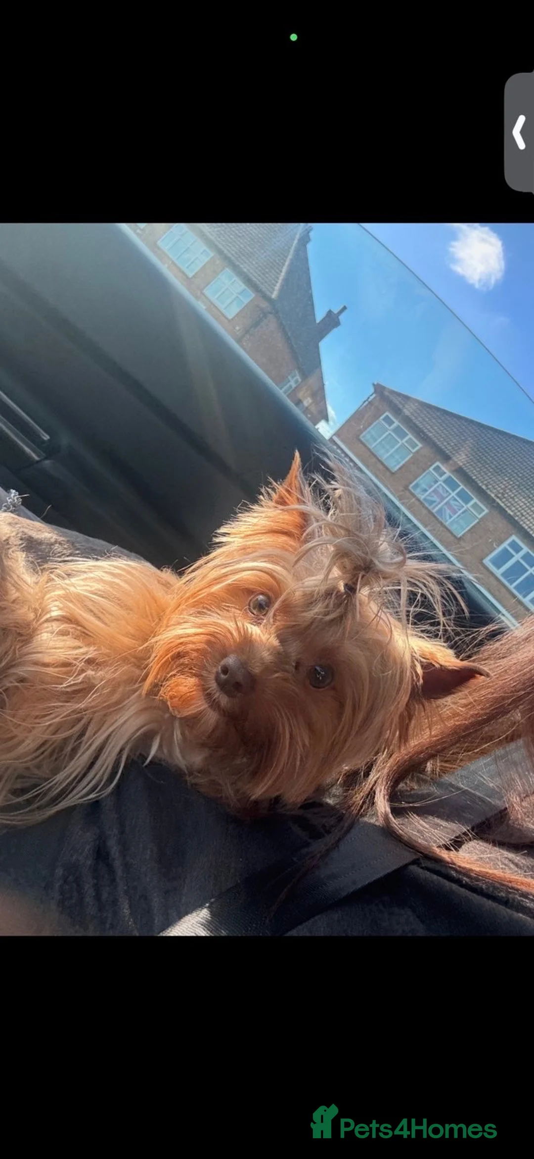 Yorkshire Terrier dogs for sale: Merl Yorkshire Terrier Male in Grimsby - Advert 2