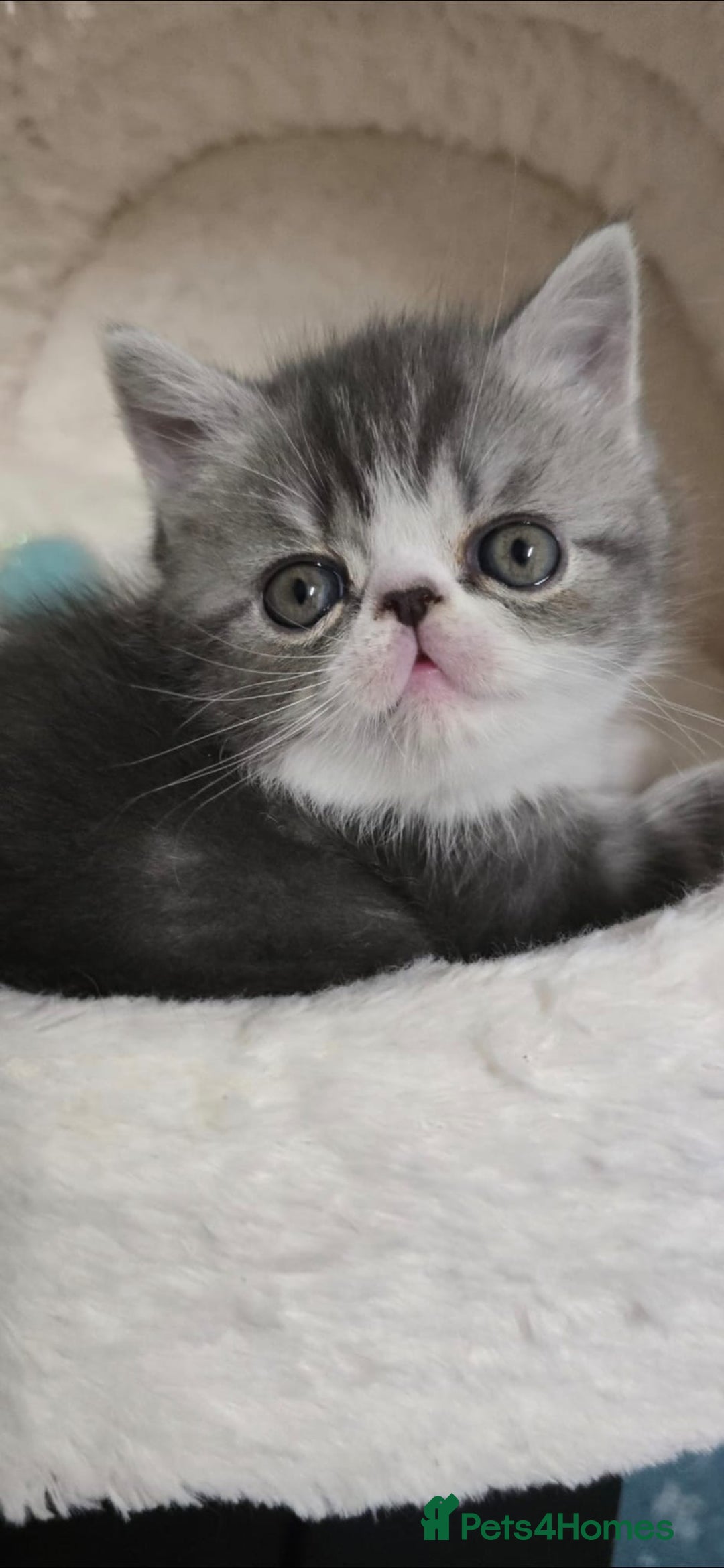 Persian cats for sale: 4 Persian Kittens - Image 13