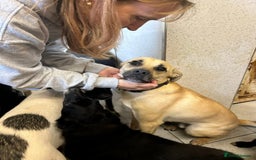 Mixed Breed dogs for adoption: Rocco - Norwich Norfolk  - Image 6