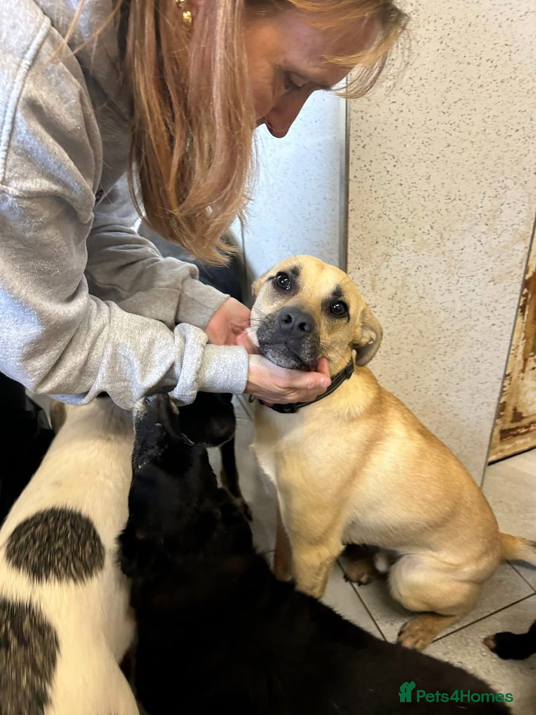 Mixed Breed dogs for adoption: Rocco - Norwich Norfolk  - Image 6