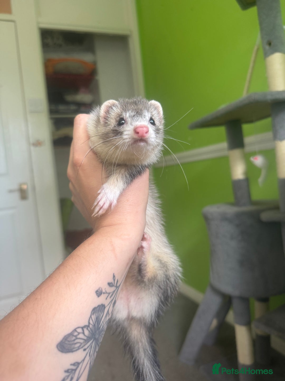 Ferret rodents for sale: Different ferret kits available  - Image 5