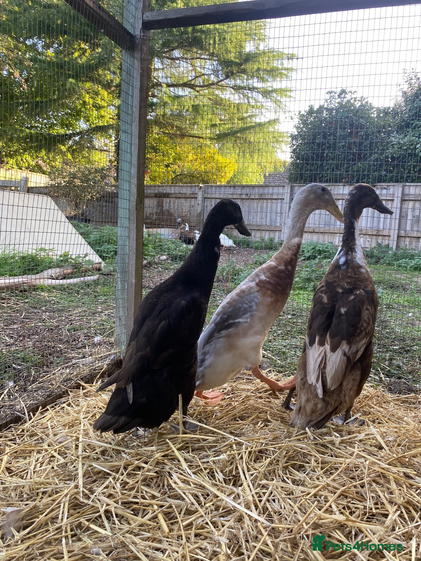 Ducks poultry Indian Runner Duck Trio- 2 Ducks and a Drake - Advert 8