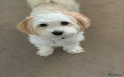 Mixed Breed dogs for sale: Cavaschon female and Maltese mix male  - Image 2