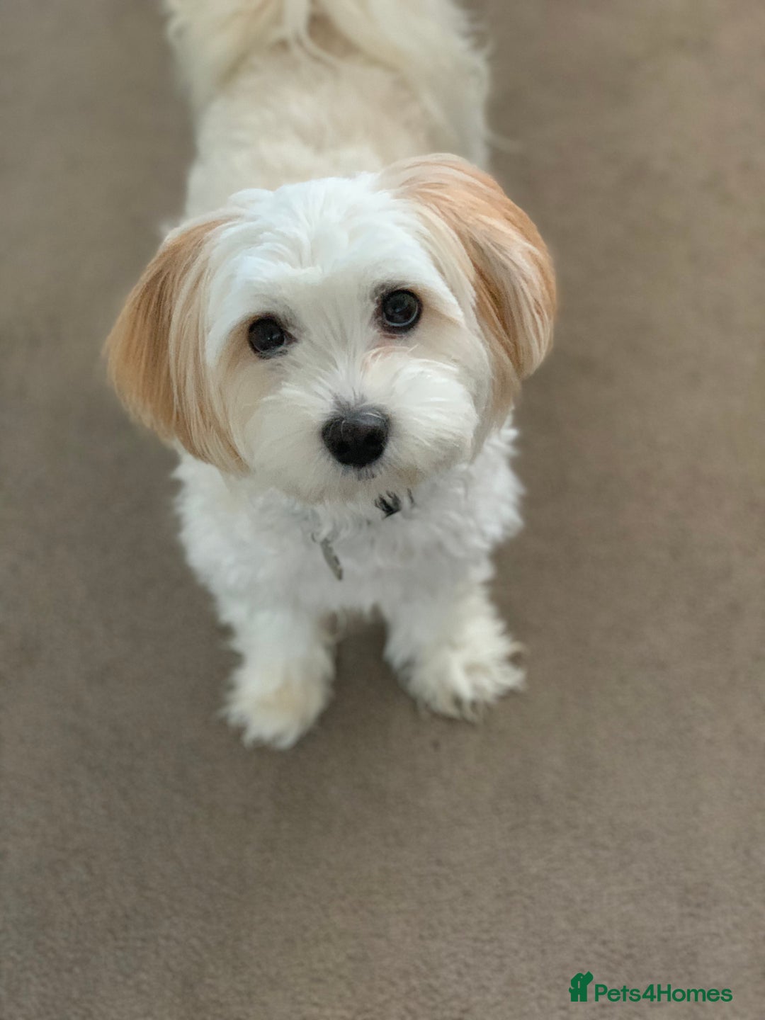 Mixed Breed dogs for sale: Cavaschon female and Maltese mix male  - Image 2