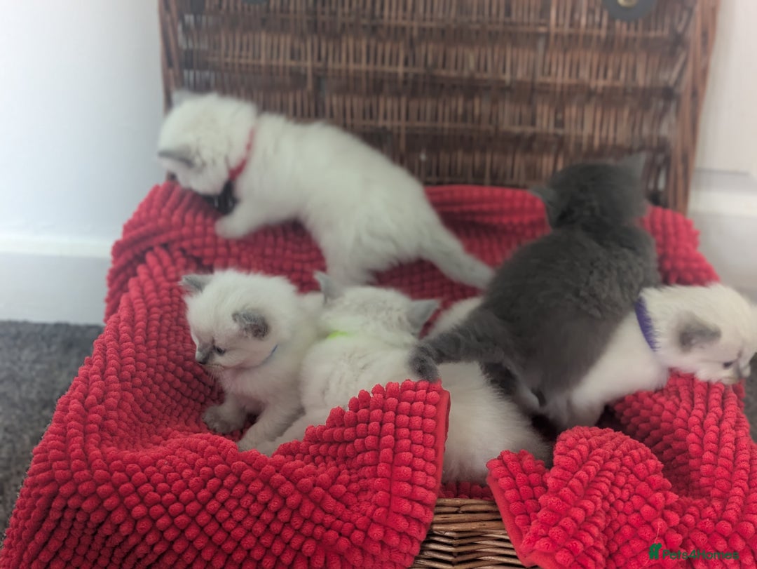 Ragdoll cats for sale: 5 beautiful kittens Ragdoll X Turkish  - Image 4