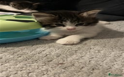Mixed Breed cats for sale: Gorgeous Maine coone cross kittens! - Image 2