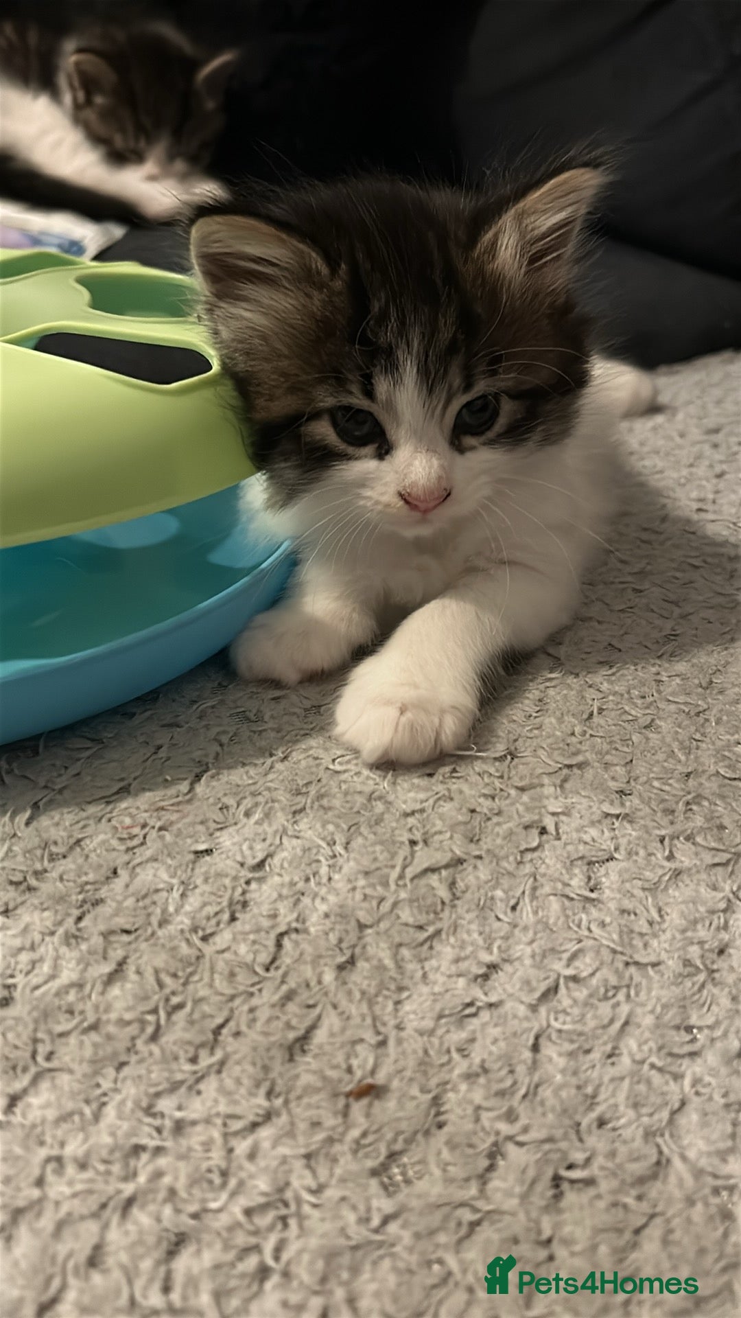 Mixed Breed cats for sale: Gorgeous Maine coone cross kittens! - Image 2