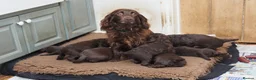 Sprocker dogs for sale: SPROCKER PUPPIES in Bury Saint Edmunds - Advert 2