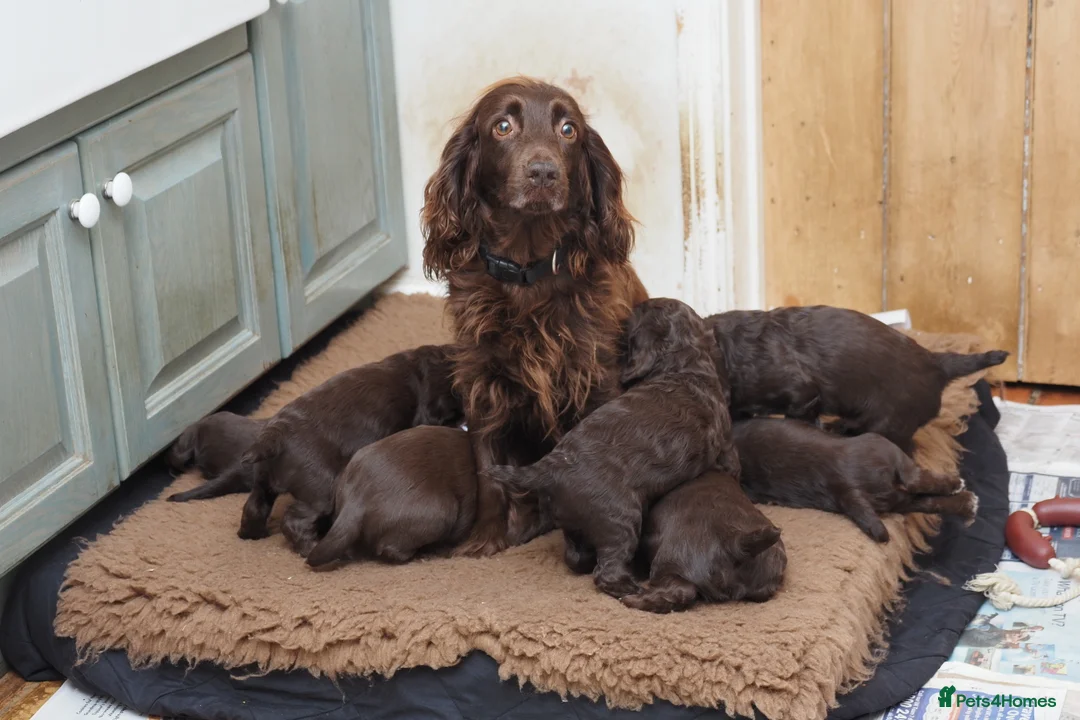 Sprocker dogs for sale: SPROCKER PUPPIES in Bury Saint Edmunds - Advert 2