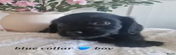 Sprocker dogs for sale:  Beautiful Sprocker puppies  in Pontypool - Advert 12