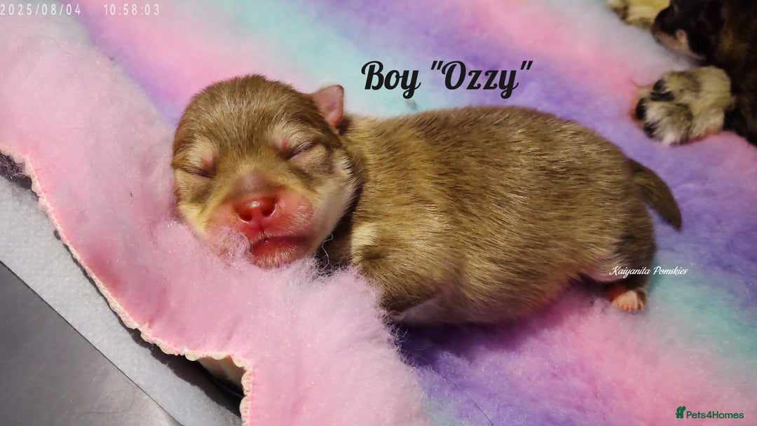 Pomsky dogs for sale: Stunning Pomsky Puppies! Health tested parents.  - Image 2