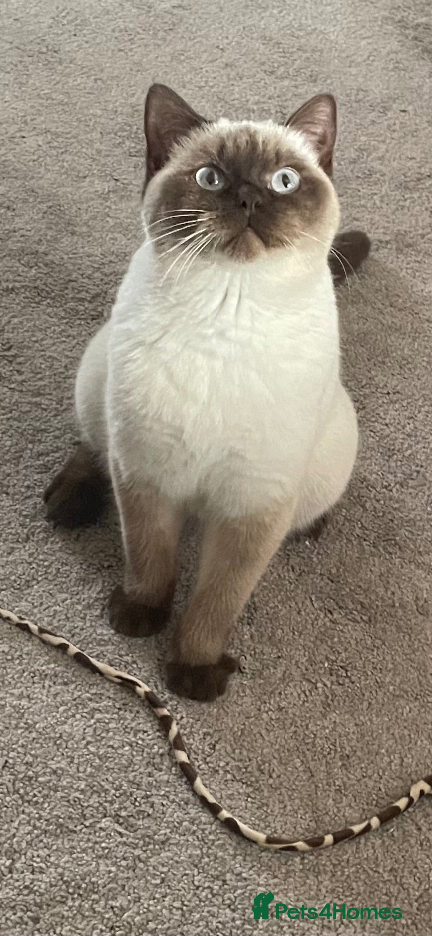 British Shorthair cats Beautiful chocolate colourpoint girl - Advert 1