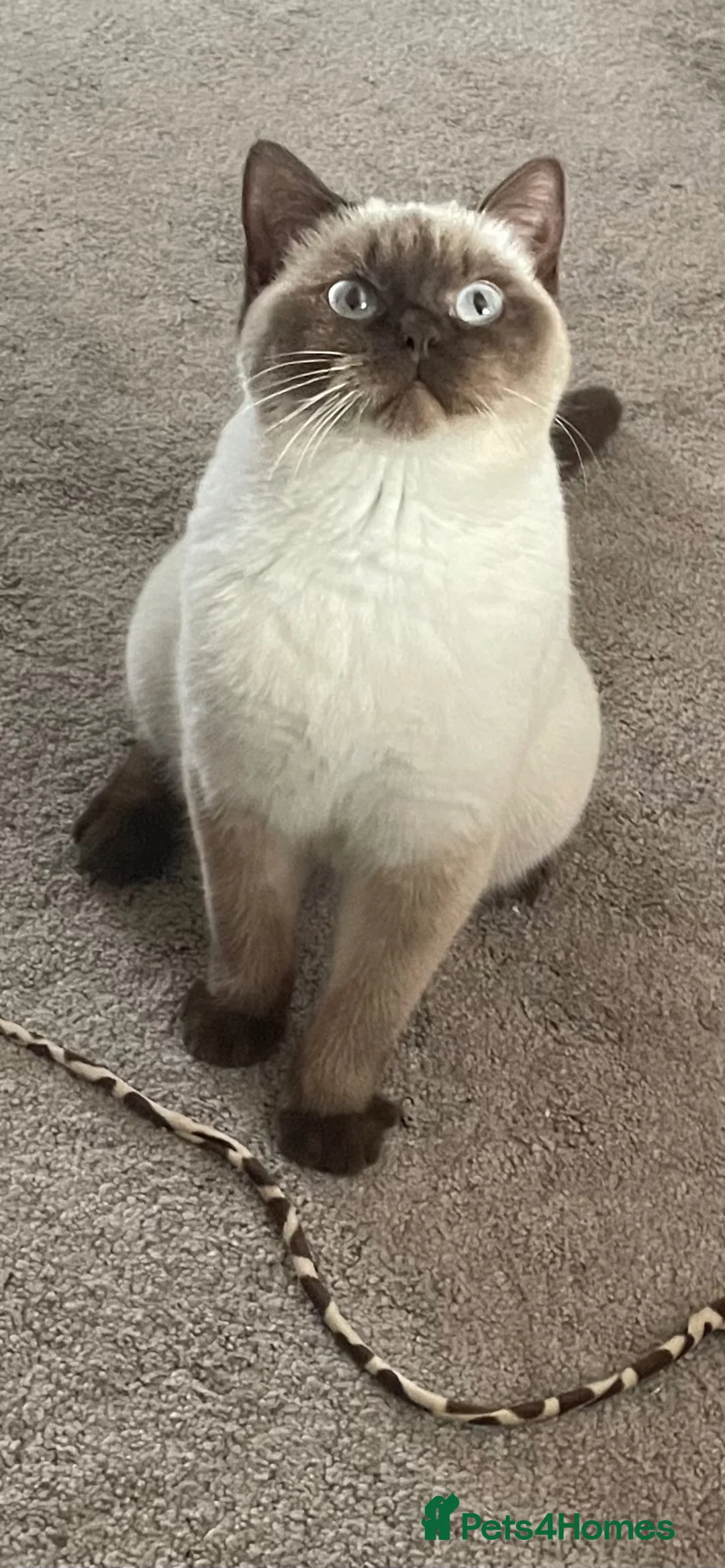 British Shorthair cats for sale: Beautiful chocolate colourpoint girl - Advert 1