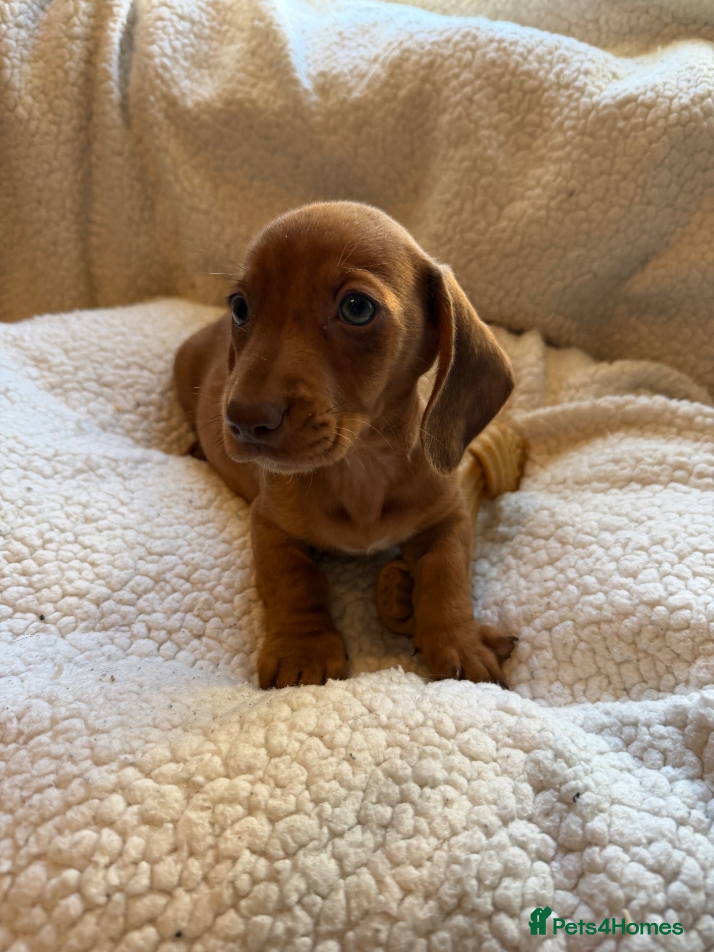 Mixed Breed dogs sausage x pom  - Advert 9