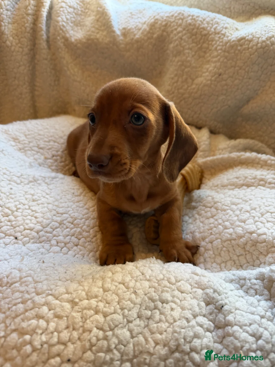 Mixed Breed dogs for sale: sausage x pom  - Advert 1