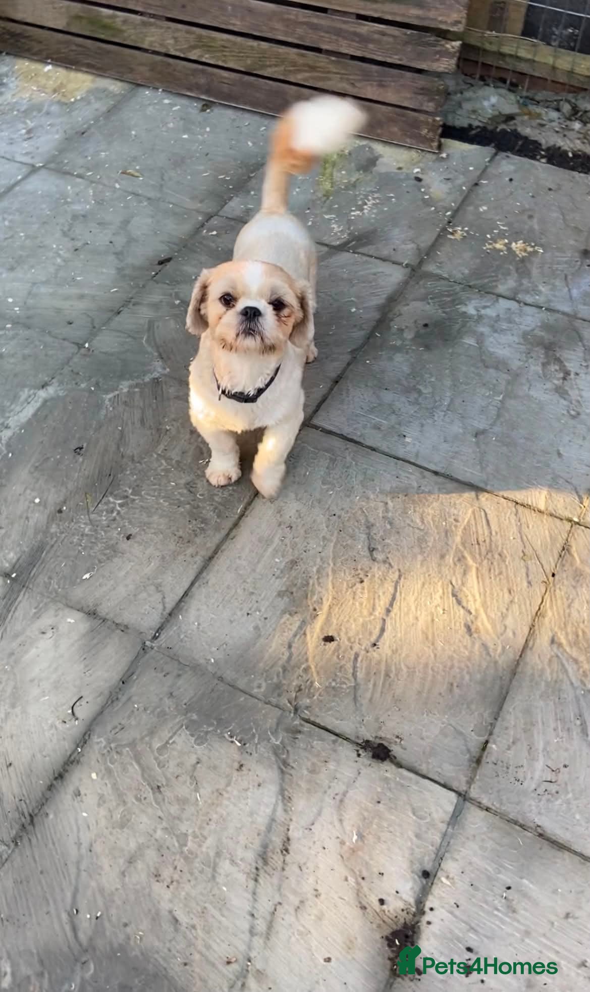 Shih Tzu dogs One male & two female shihtzu for sale - Advert 2