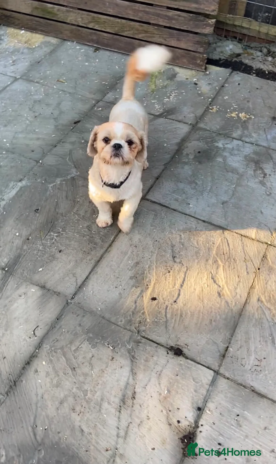 Shih Tzu dogs for sale: One male & two female shihtzu for sale - Advert 1