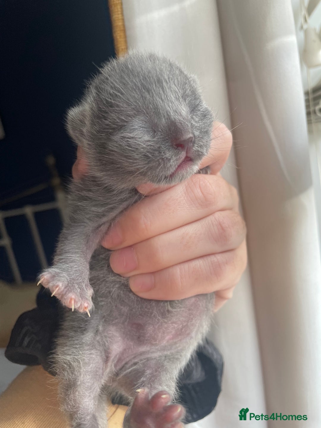 Ragdoll cats for sale: BSH x Ragdoll  - Image 2