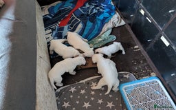 American Bulldog dogs for sale: Johnson American bulldog pups (ready to leave)  - Image 9