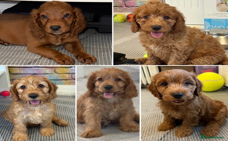 Cockapoo dogs - Advert 3