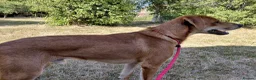 Mixed Breed dogs for adoption: Charlie is looking for a perfect home  in Hayling Island - Advert 11