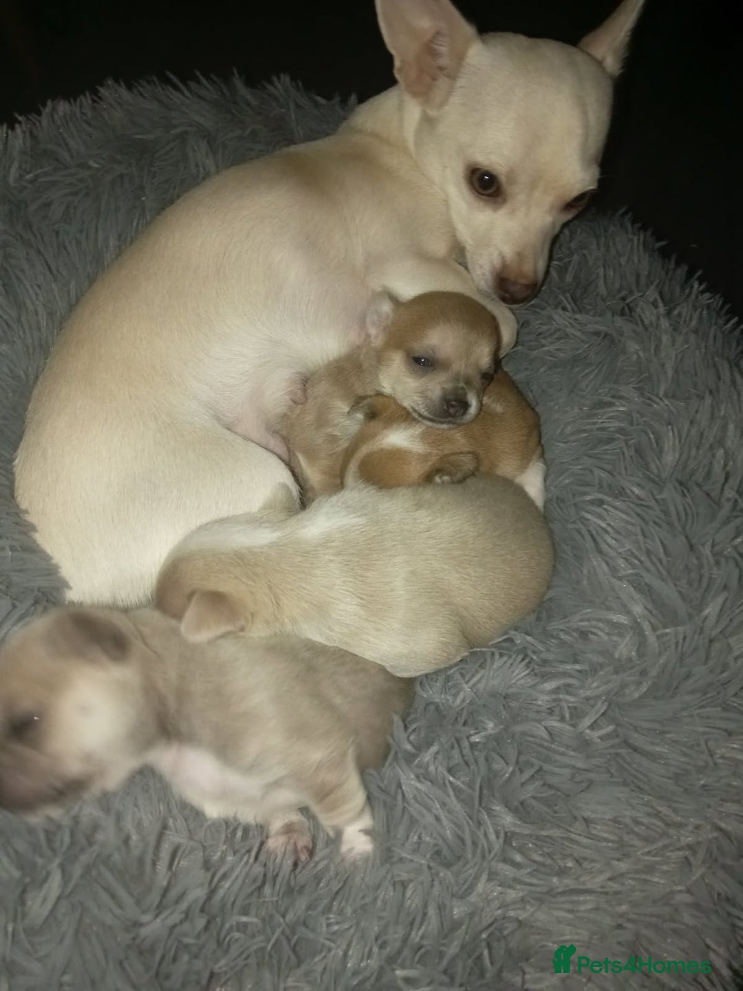 Chihuahua dogs for sale: PEDIGREE CHIHUAHUAS  - Advert 8