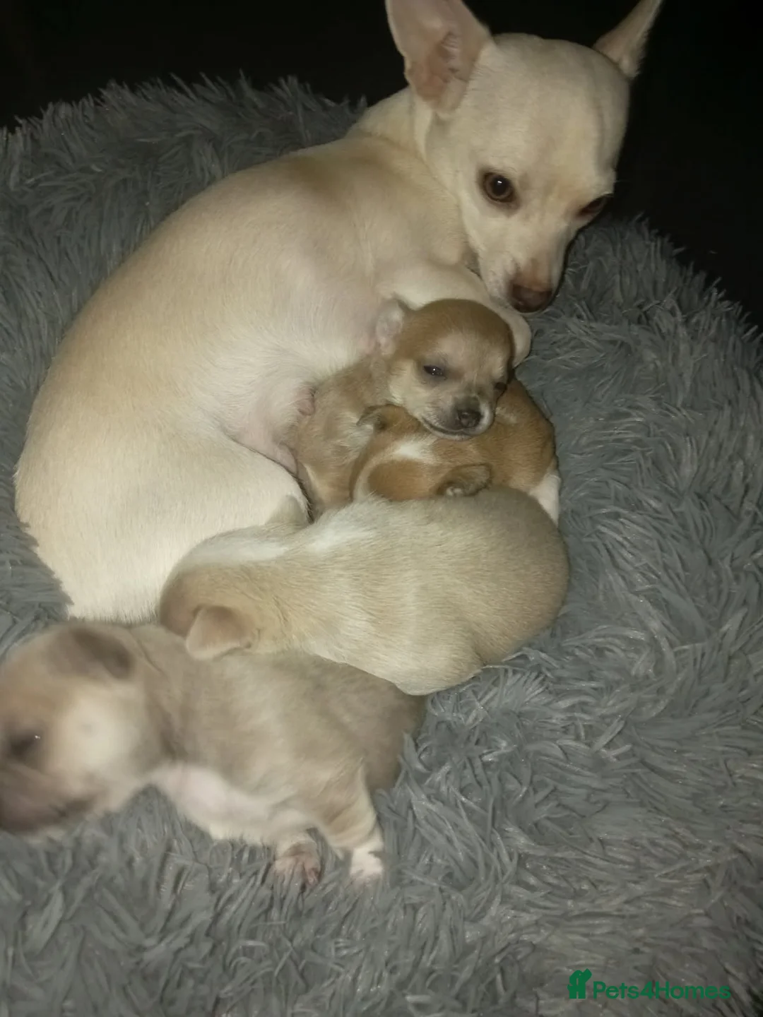 Chihuahua dogs for sale: 💛💚RefucedPEDIGREE CHIHUAHUAS💚💛 1 BOY LEFT - Advert 8