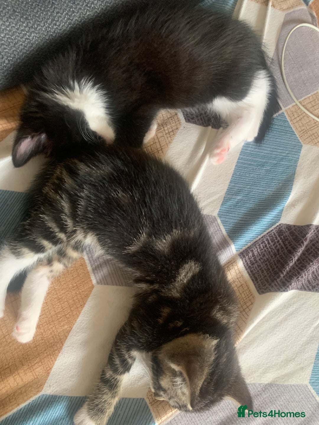 Mixed Breed cats for sale: Mixed breed kittens for sale - Image 2