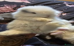 Mini Lop rabbits for sale: Stunning baby lops!  in Stone - Image 11