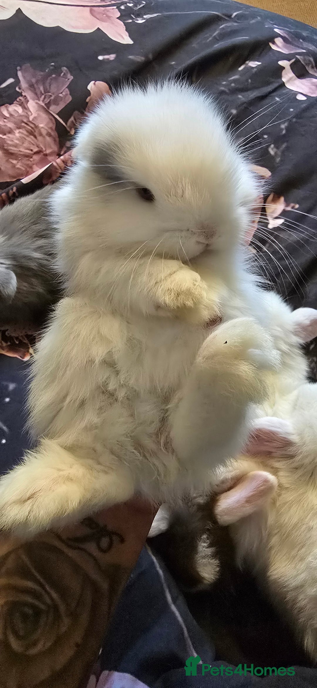 Mini Lop rabbits for sale: Stunning baby lops!  in Stone - Image 11