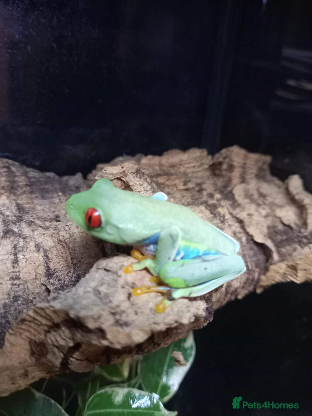 Frog reptiles for sale: Various frogs at Pets parade ltd - Advert 2