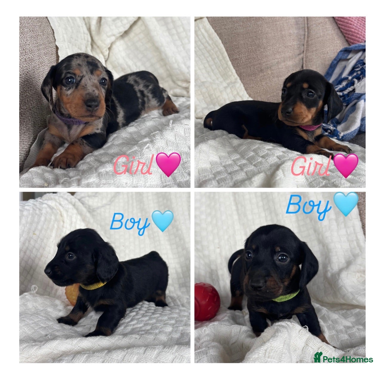 Miniature Dachshund dogs Long hair/short hair miniature dachshund💖 - Advert 1