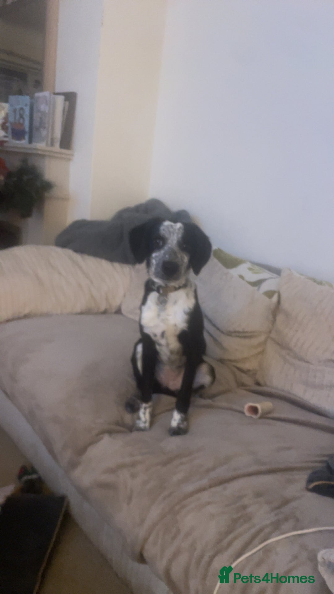 Mixed Breed dogs for sale: Gorgeous 6 month old sprollie puppy.  - Advert 2