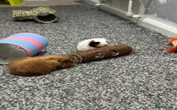 Guinea Pig rodents for sale: Four guinea pigs + full cage set up.  - Image 2