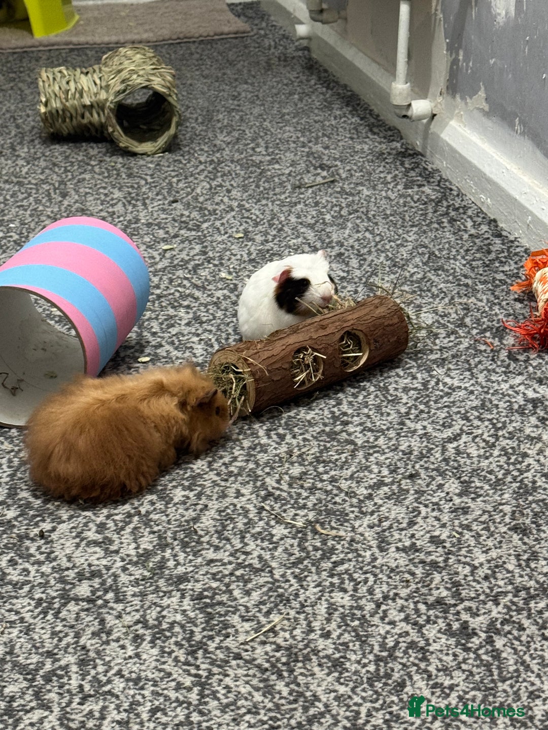 Guinea Pig rodents for sale: Four guinea pigs + full cage set up.  - Image 2