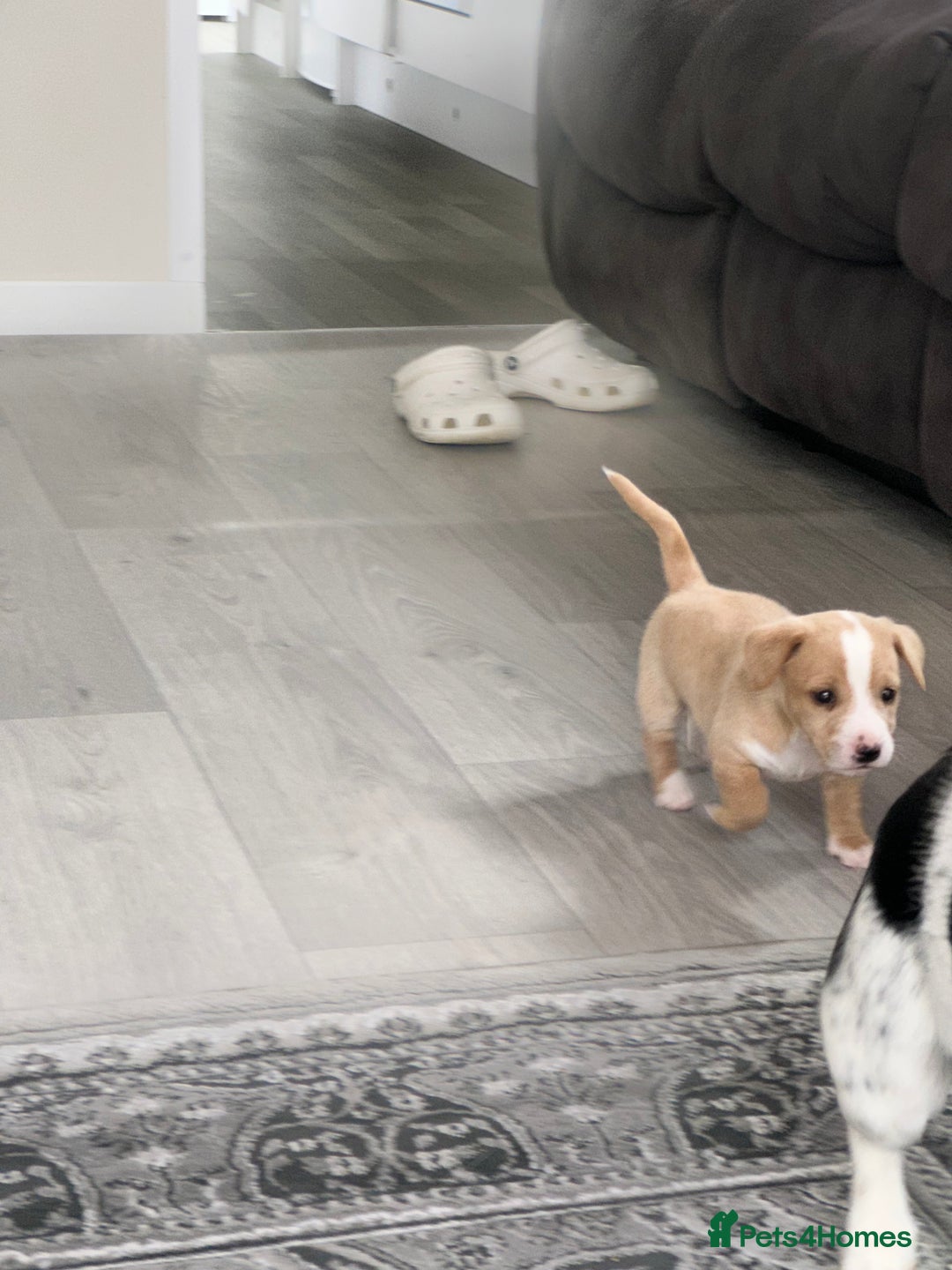 Mixed Breed dogs for sale: I have six beautiful jack dash for sale  - Image 17