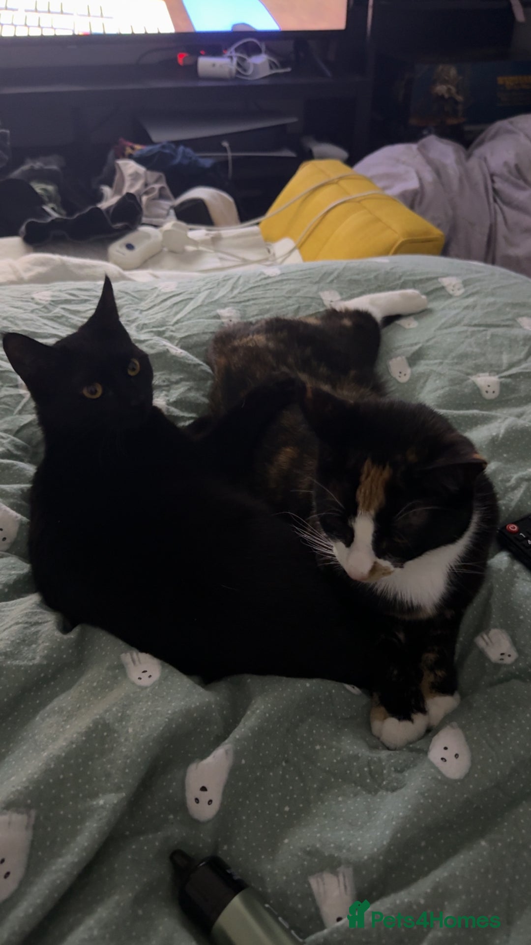 Mixed Breed cats for sale: 2 Spayed Female Cats, Free to a Loving Home  - Image 3