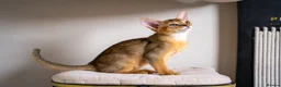 Abyssinian cats for sale: Caspian Boy - elegant, unique champion line🥇 - Advert 9