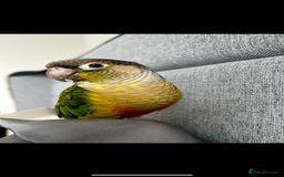 Conures birds for sale: Conure for sale, tame friendly bird can talk - Image 1
