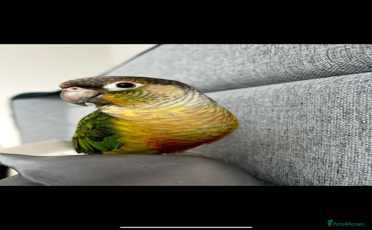 Conures birds - Advert 1