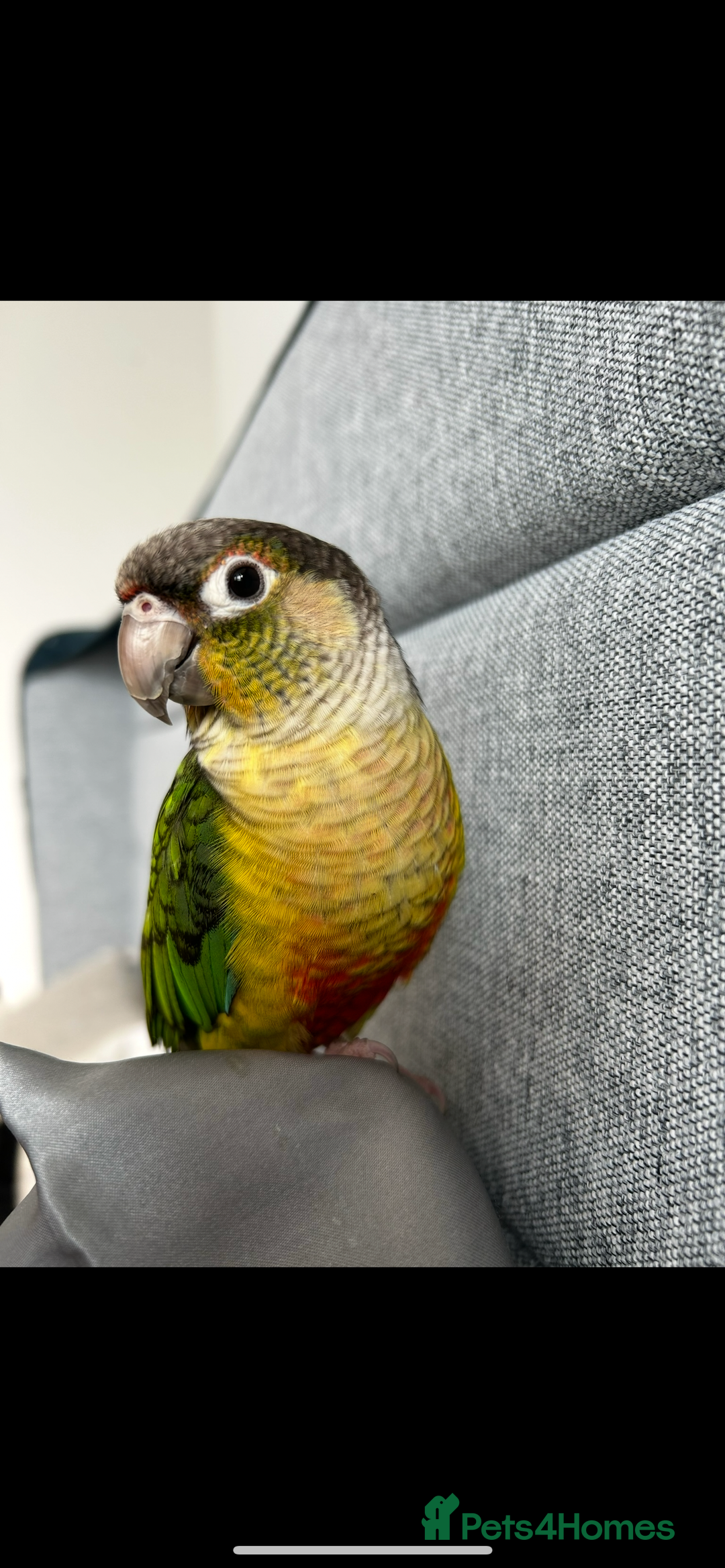Conures birds for sale: Conure for sale, tame friendly bird can talk - Image 1