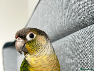 Conures birds - Advert 9