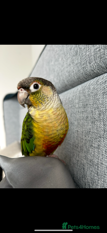 Conures birds - Advert 2